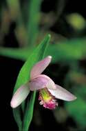 Image of snakemouth orchid