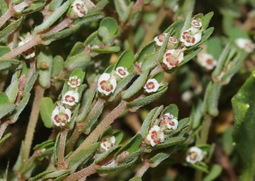 Euphorbia pergamena Small resmi