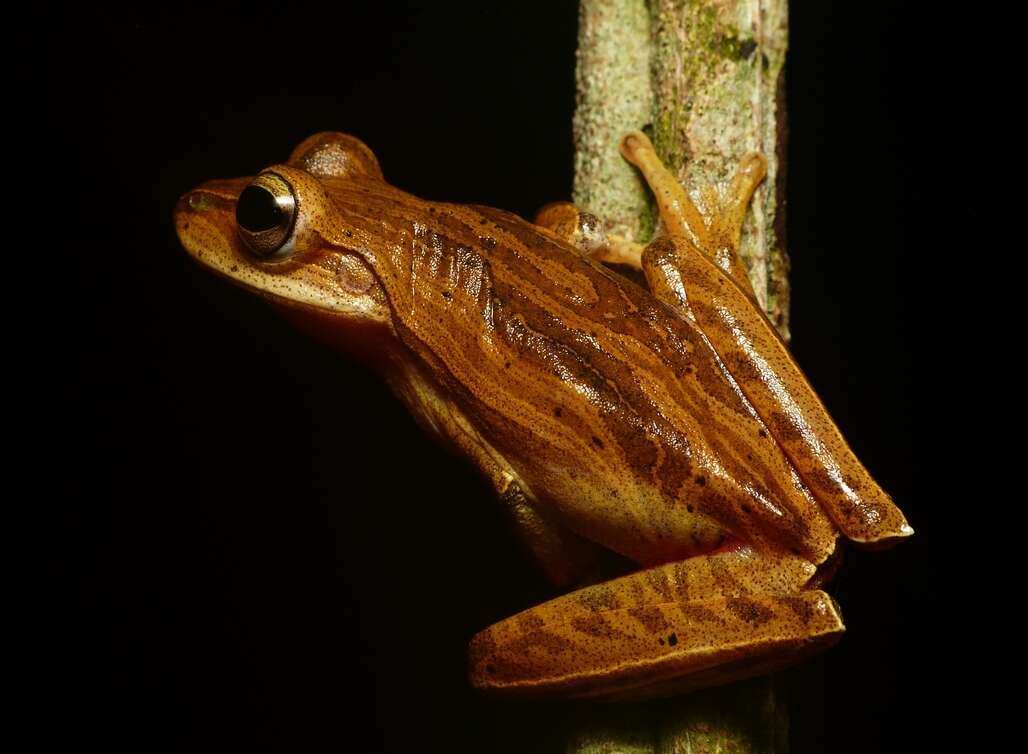 Image of Boana polytaenia (Cope 1870)