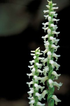 Image of nodding ladies'-tresses