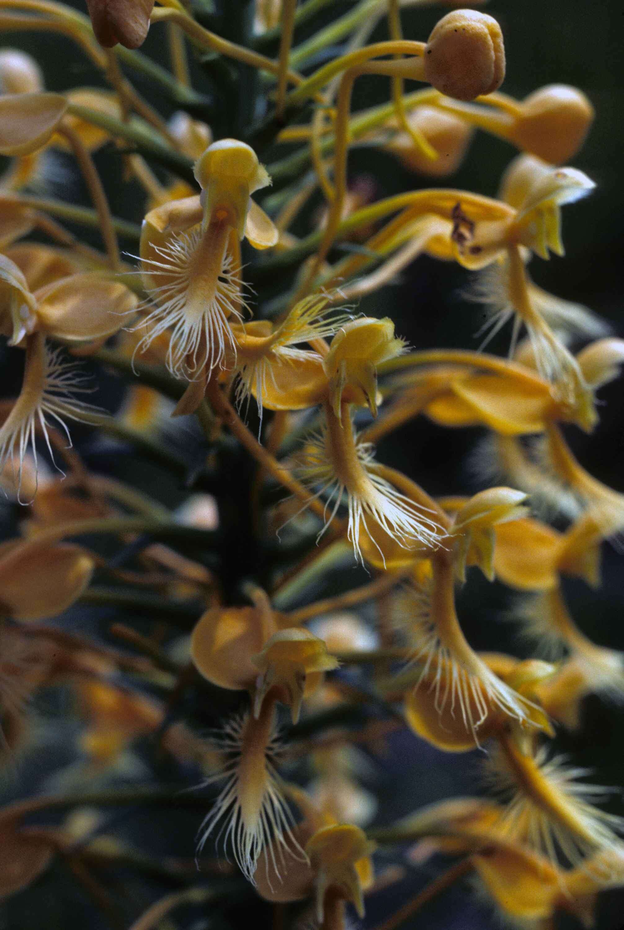 Image of Yellow fringed orchid