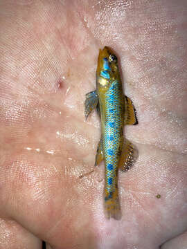 Image of Bluegrass darter