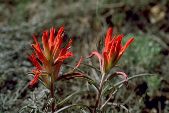 Image de Castilleja coccinea (L.) Spreng.