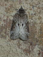 Image of Forgotten Frigid Owlet