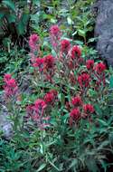 Image of Wyoming Indian paintbrush