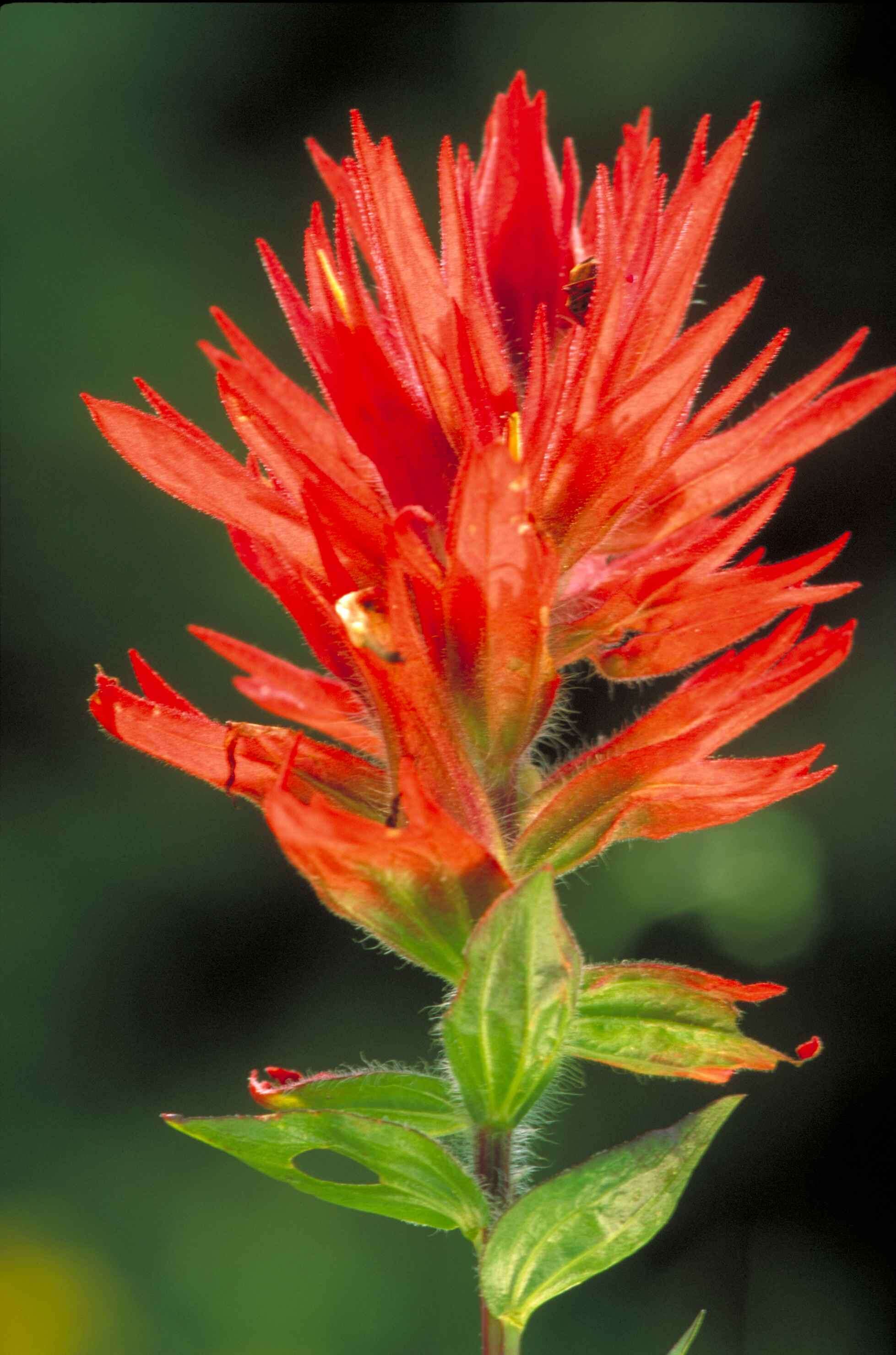 Image of Wyoming Indian paintbrush