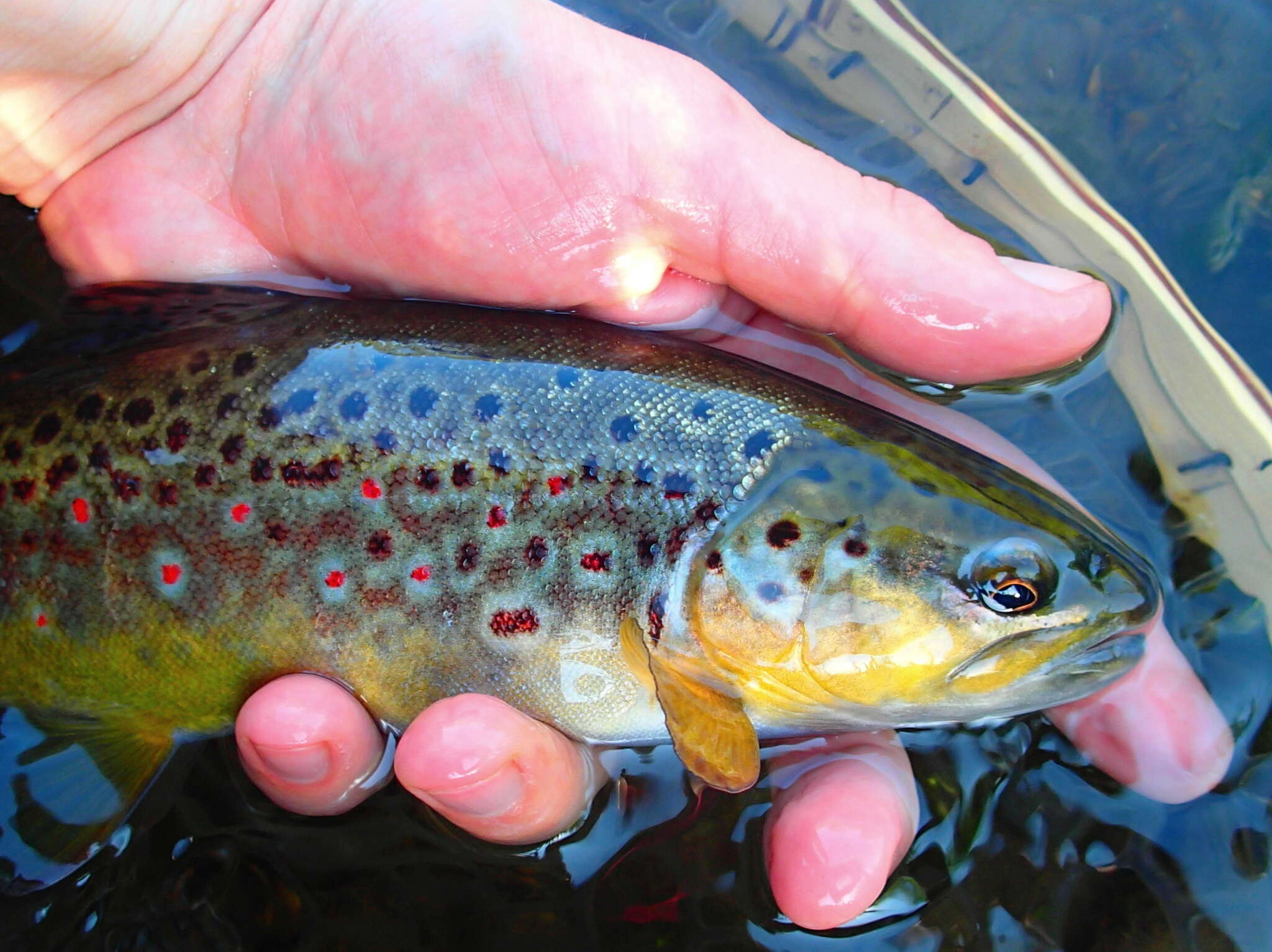 Image of Brown Trout