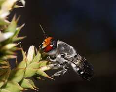 Image of Megachile aurifrons Smith 1853