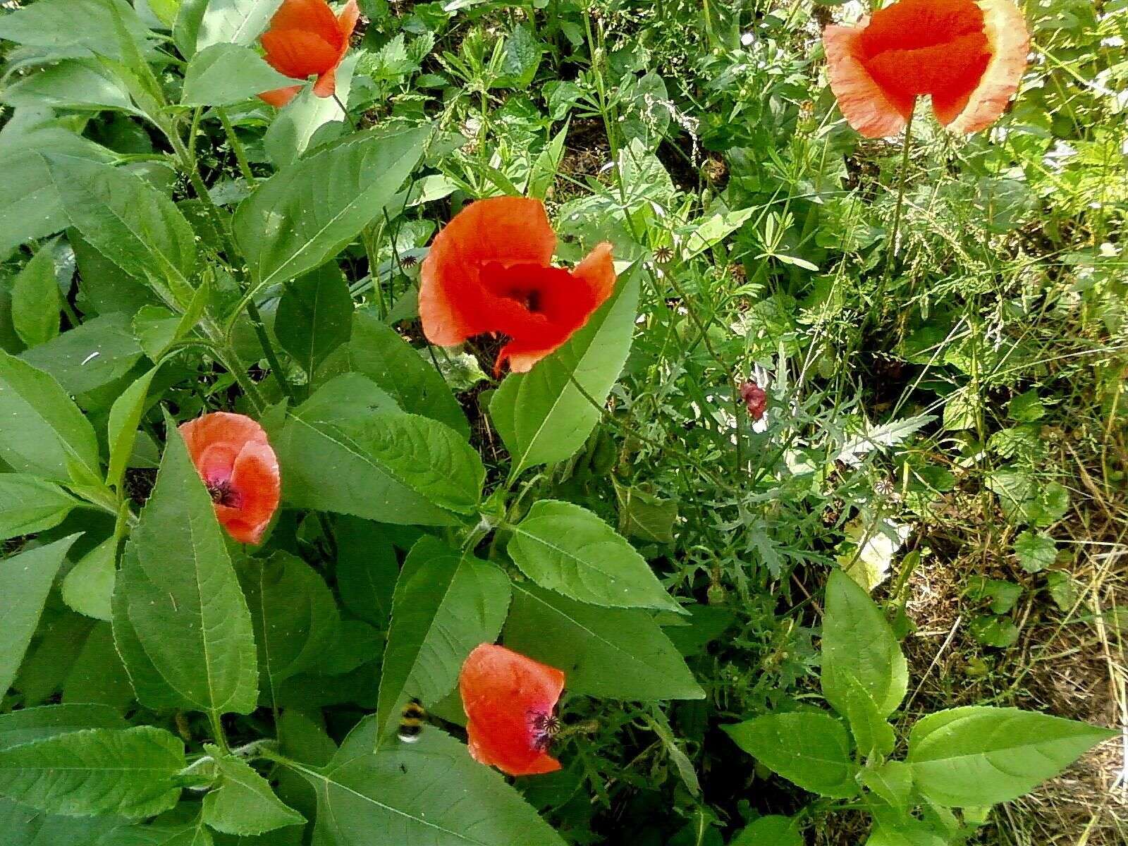 Image of corn poppy