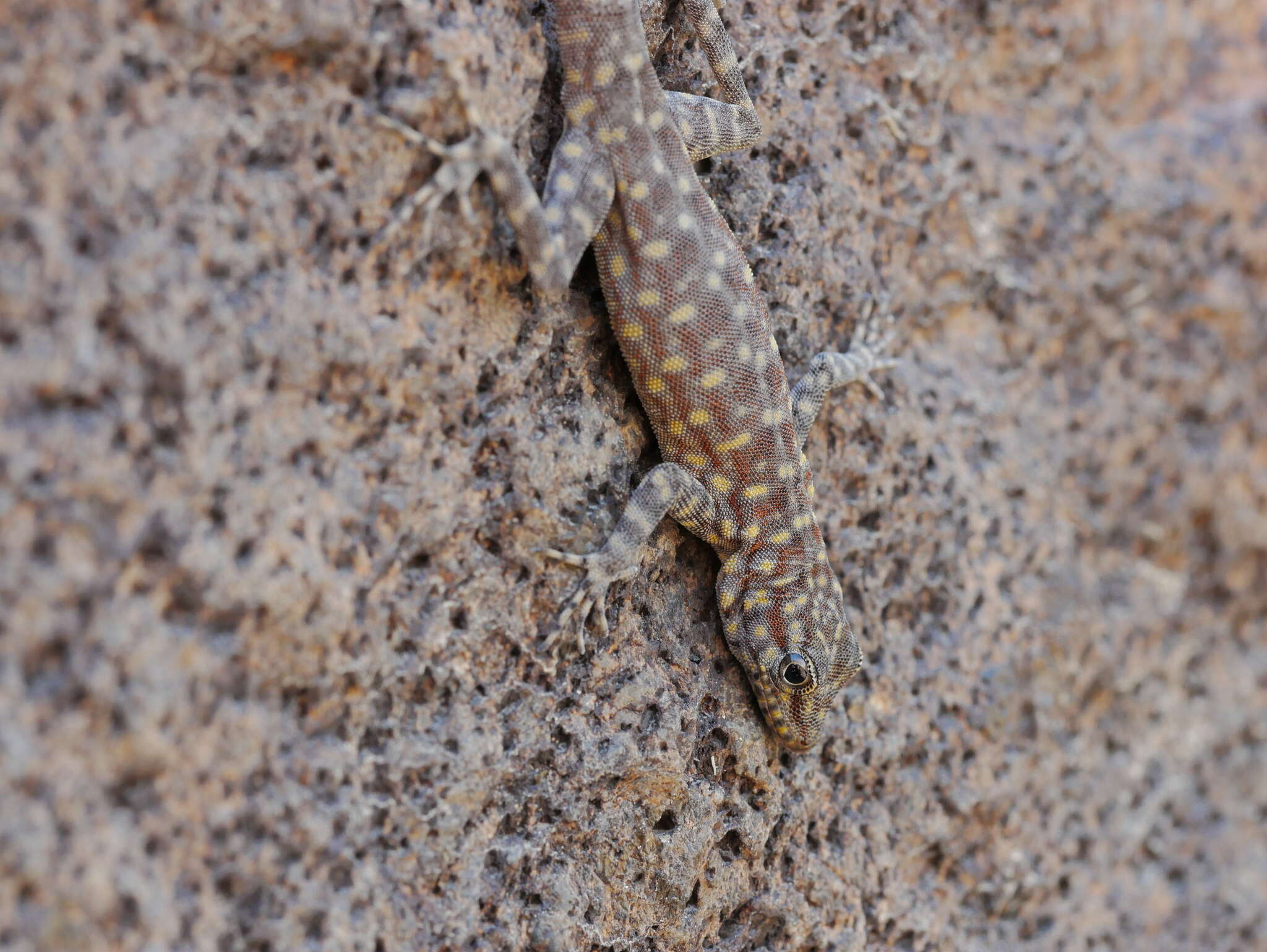 Image of Oman Rock Gecko