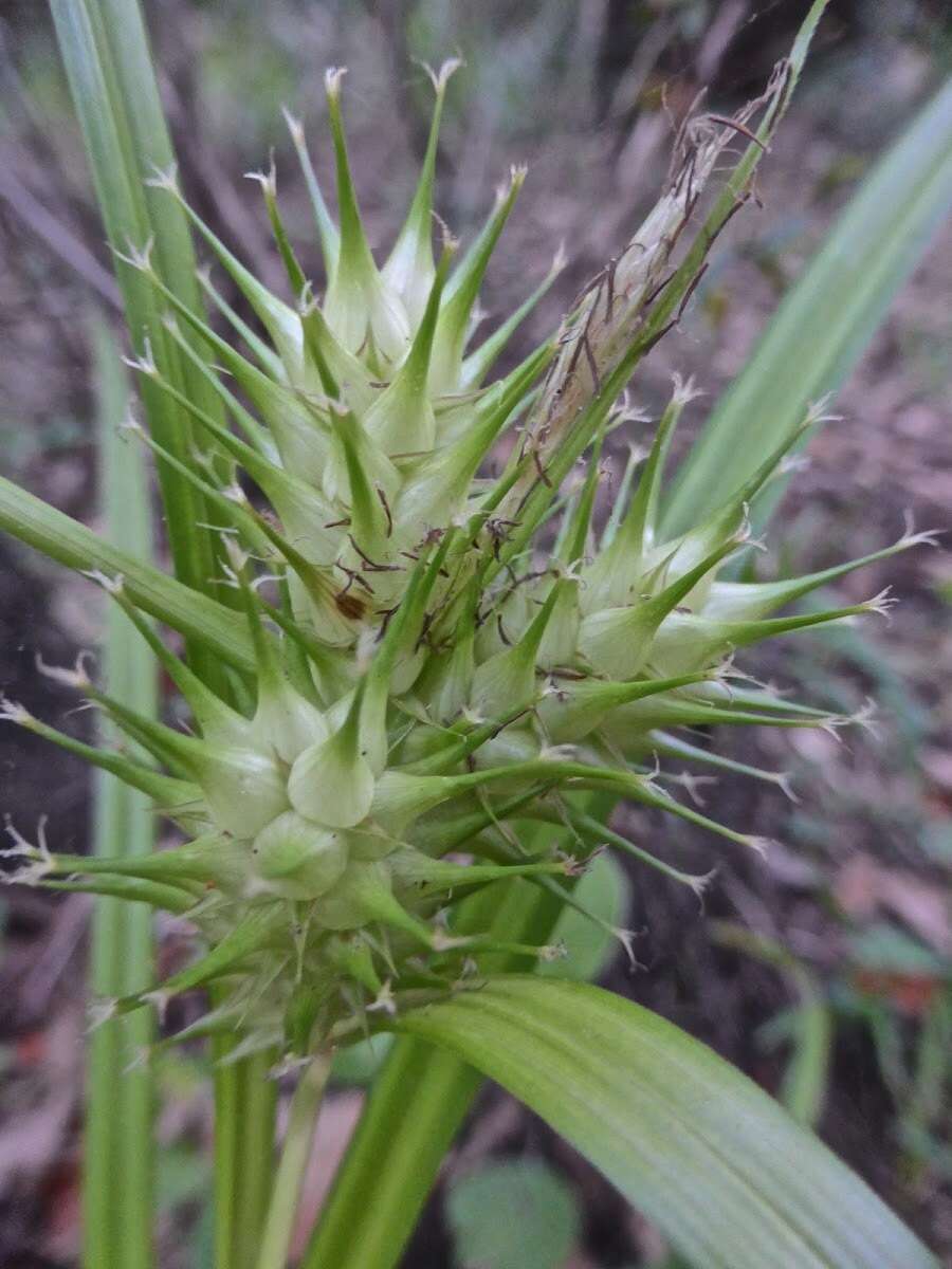 Image of false hop sedge