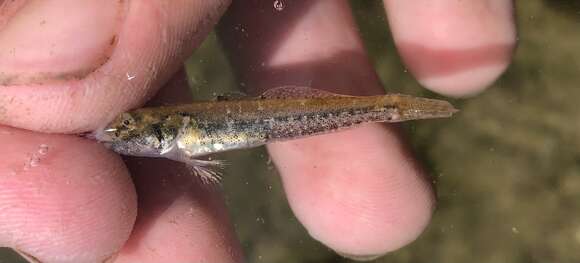 Image of American shadow goby