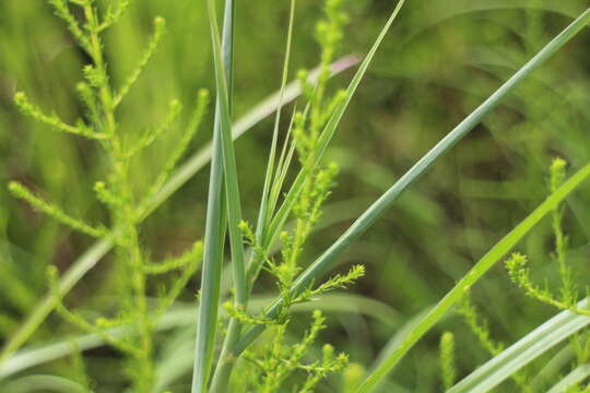 Image of Cymbopogon tortilis (J. Presl) A. Camus