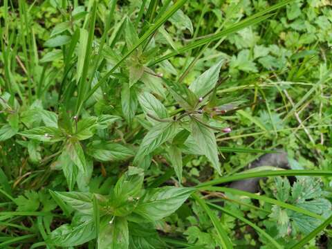 Imagem de Epilobium roseum Schreber