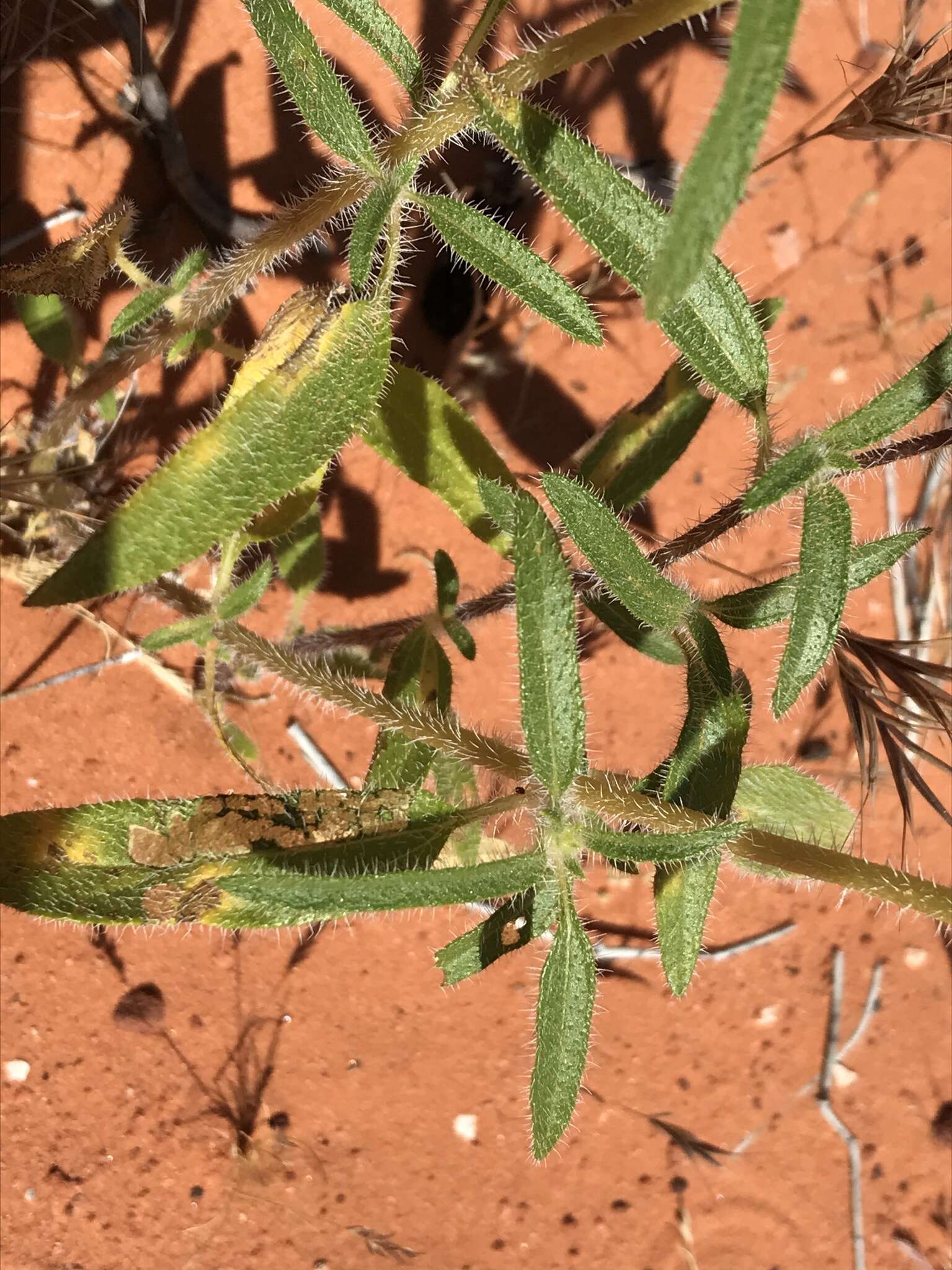 Image of Helianthus deserticola Heiser