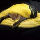 Image of Little Yellow Bat
