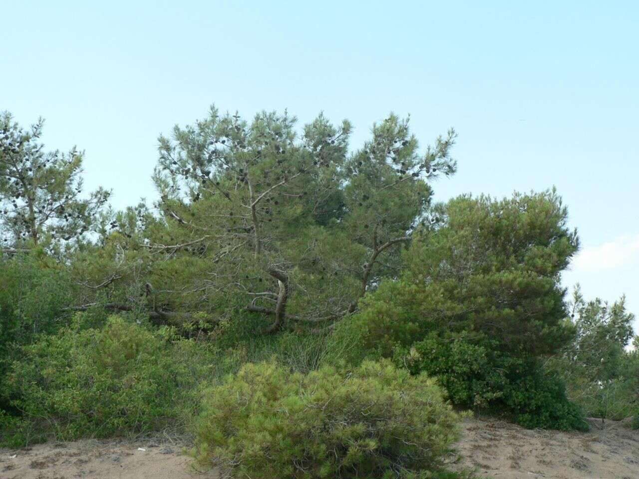 Image of Brutia Pine