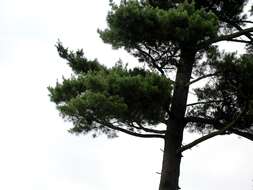 Image of eastern white pine