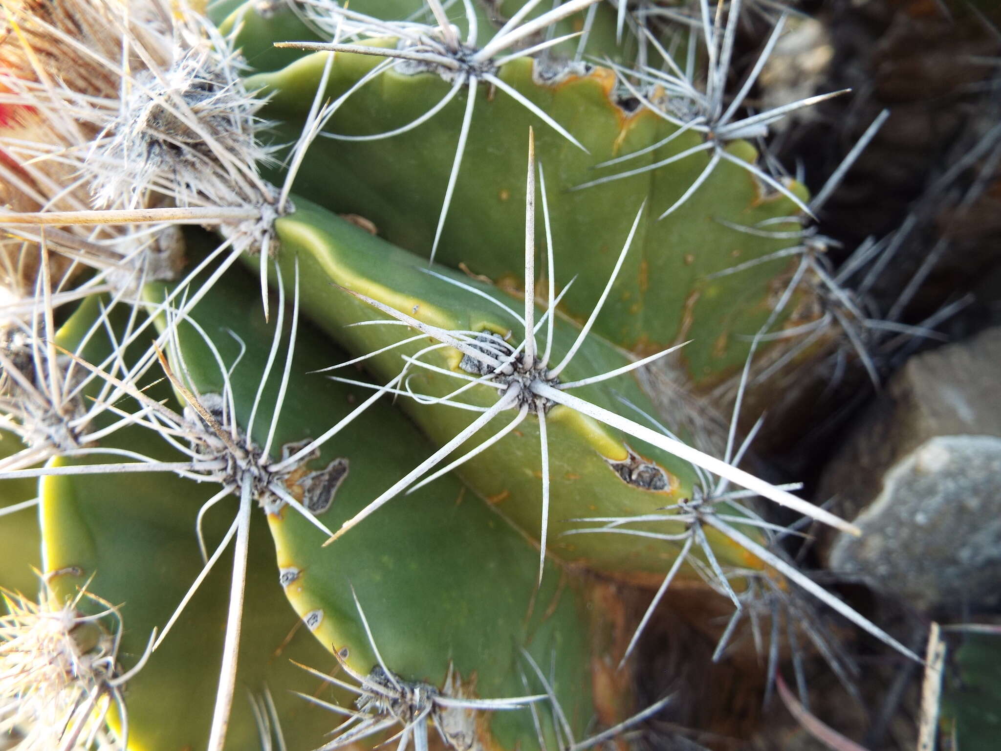 Image of Ferocactus flavovirens (Scheidw.) Britton & Rose