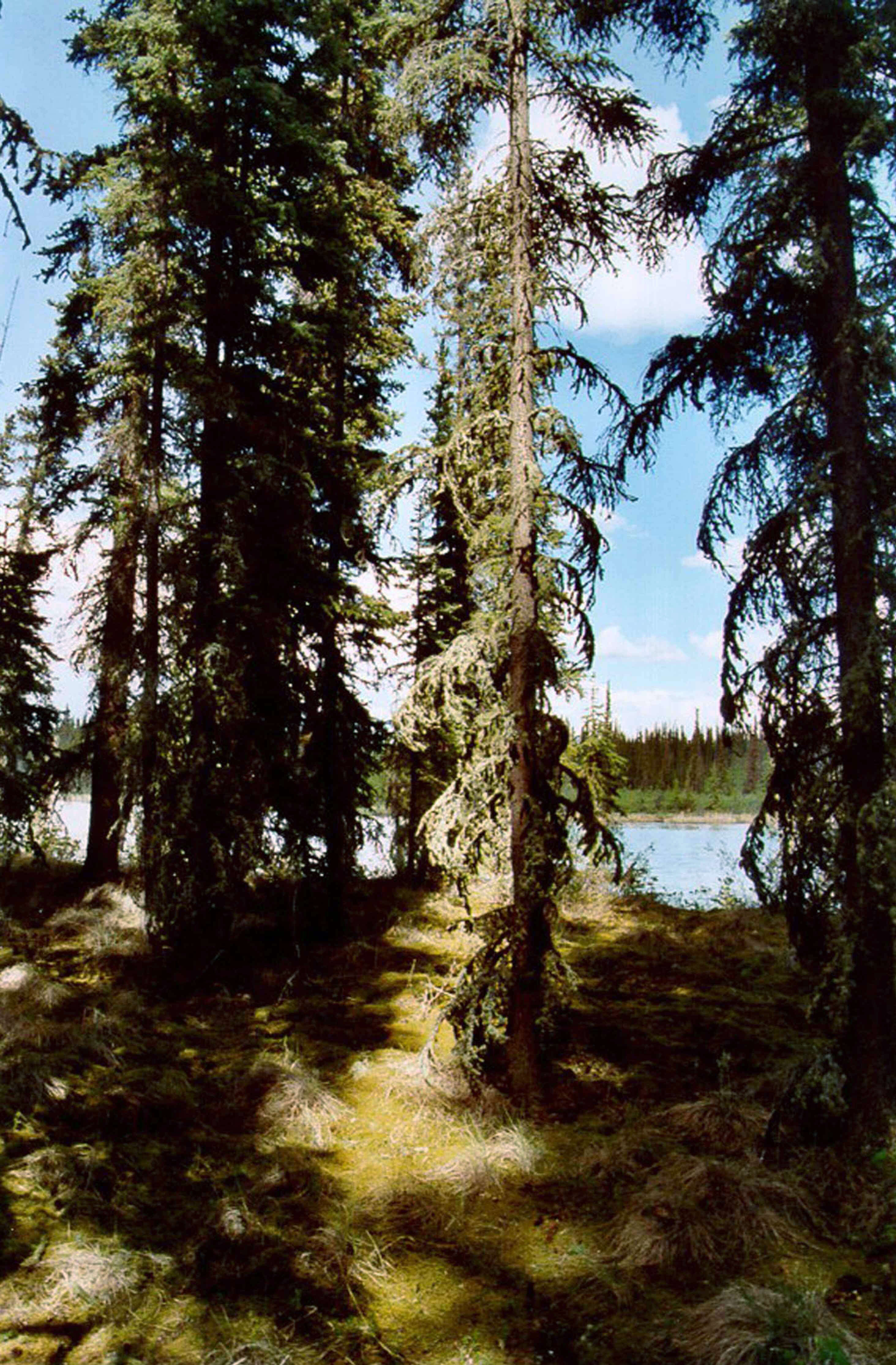 Image of Canadian Spruce