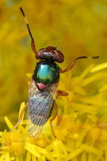 Image of Picture-winged fly