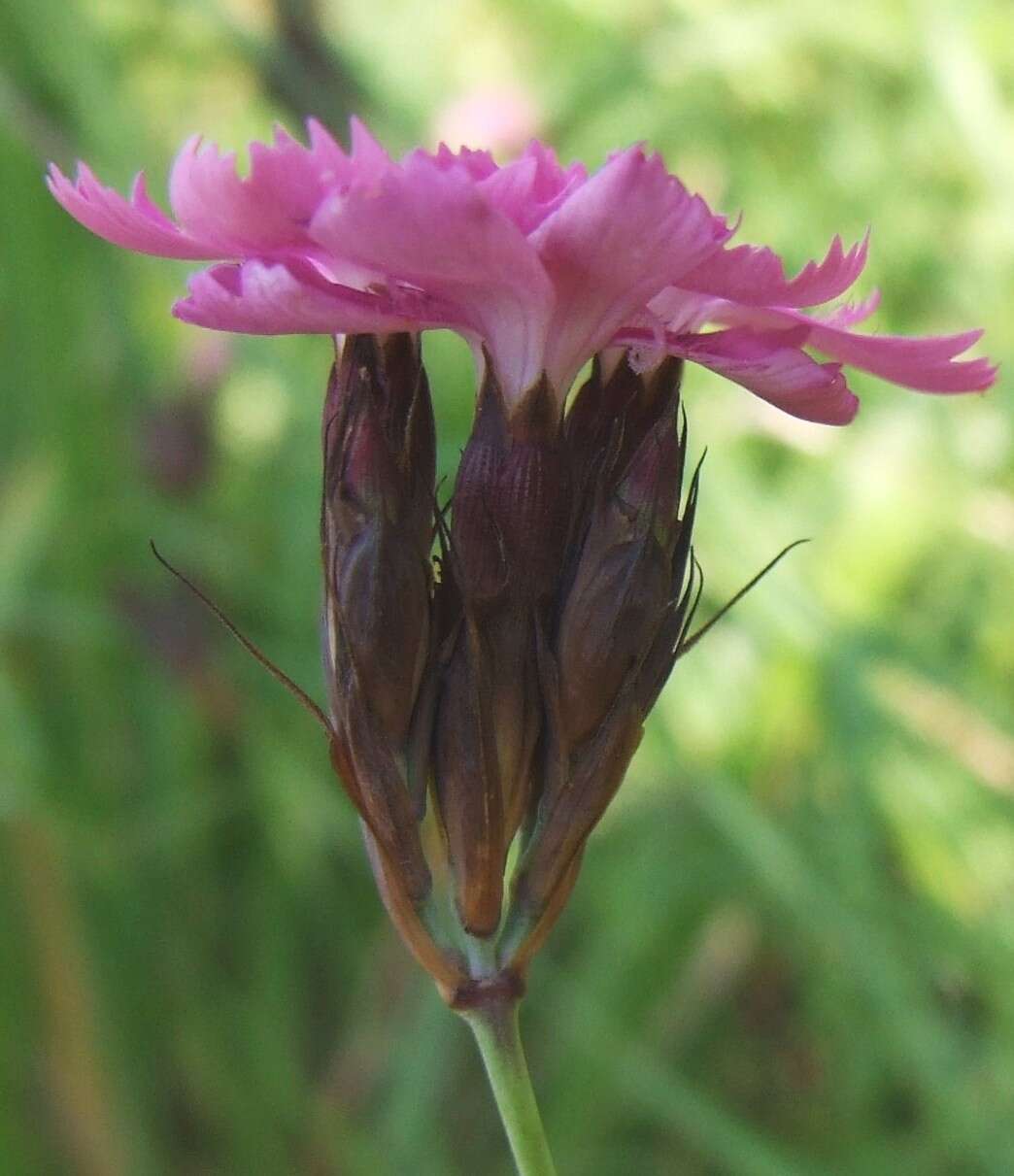 Image of carthusian pink