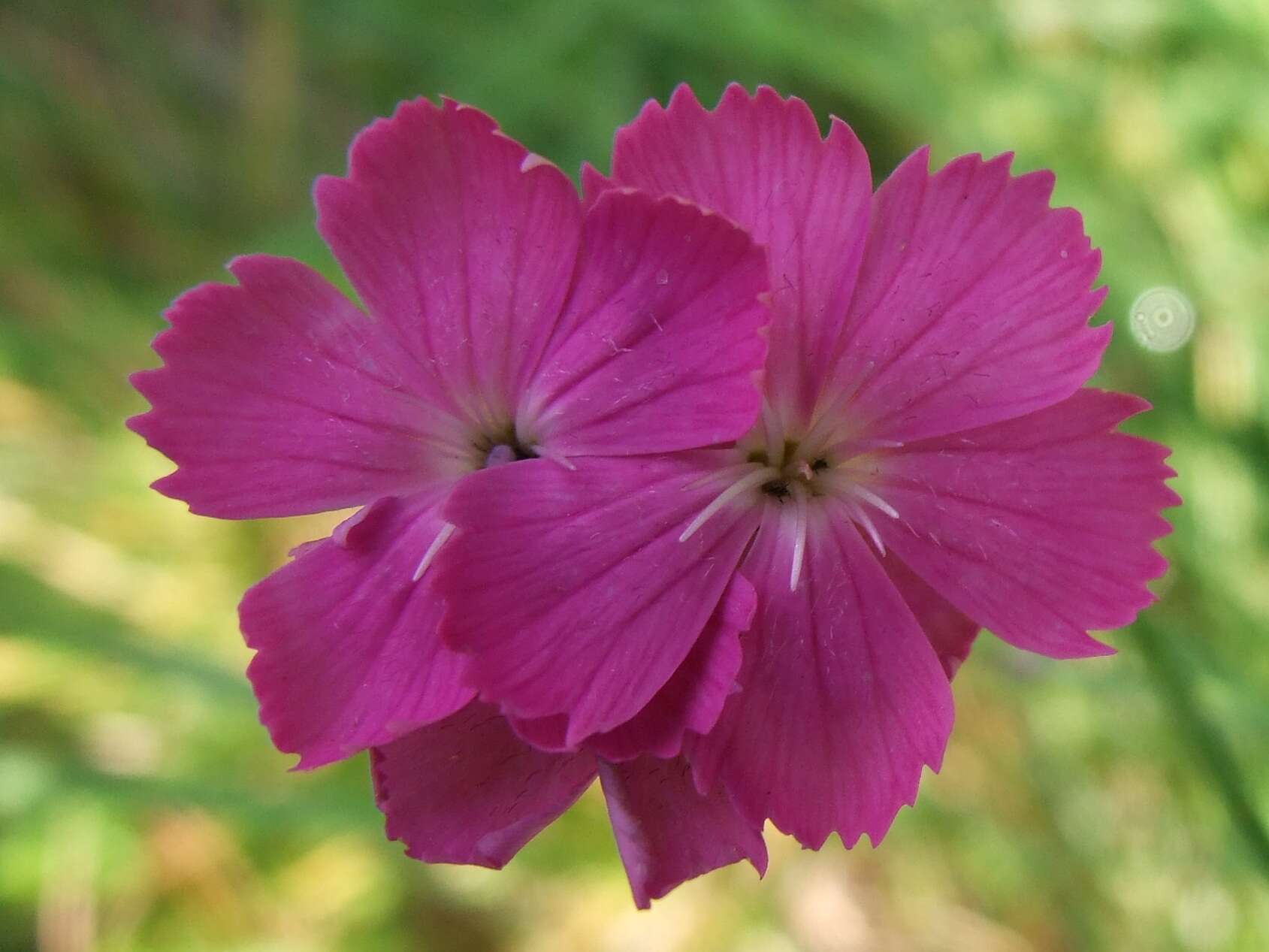 Image of carthusian pink