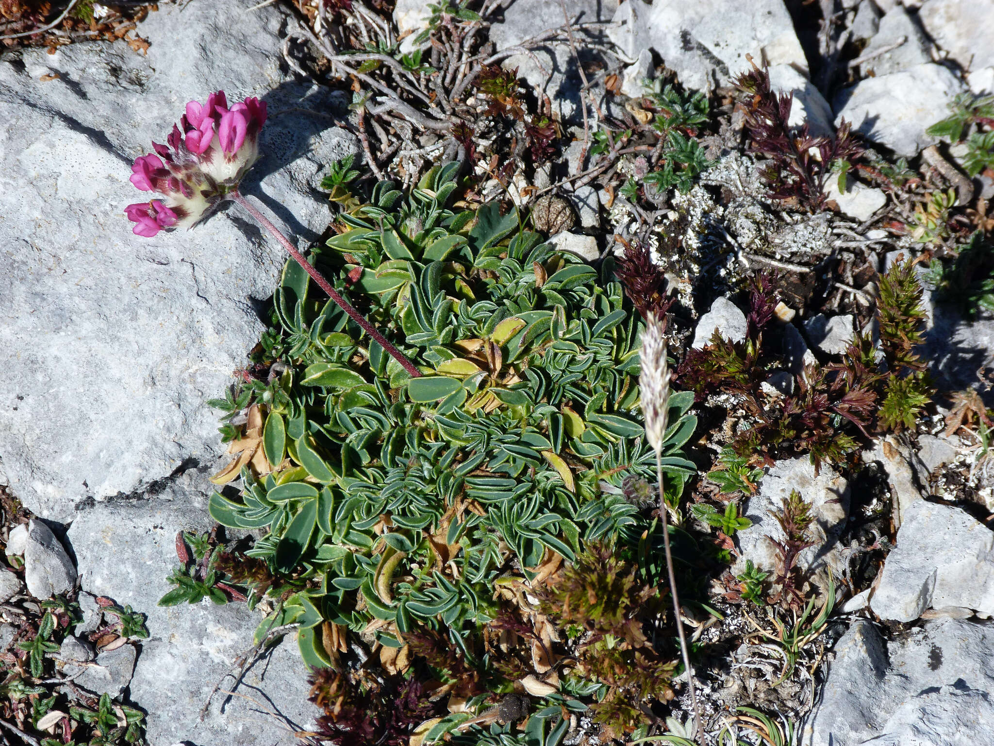 Слика од <i>Anthyllis vulneraria</i> subsp. <i>gandogeri</i> (Sagorski) W. Becker ex Maire