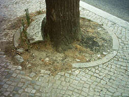 Image of Black Poplar