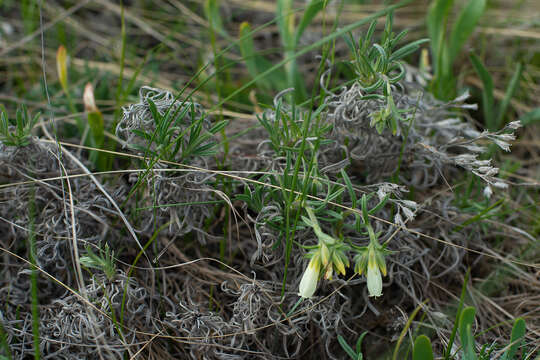 Image of Onosma simplicissima