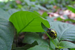 Sivun Calligrapha (Calligrapha) fulvipes Stål 1859 kuva