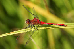 Plancia ëd Sympetrum obtrusum (Hagen 1867)