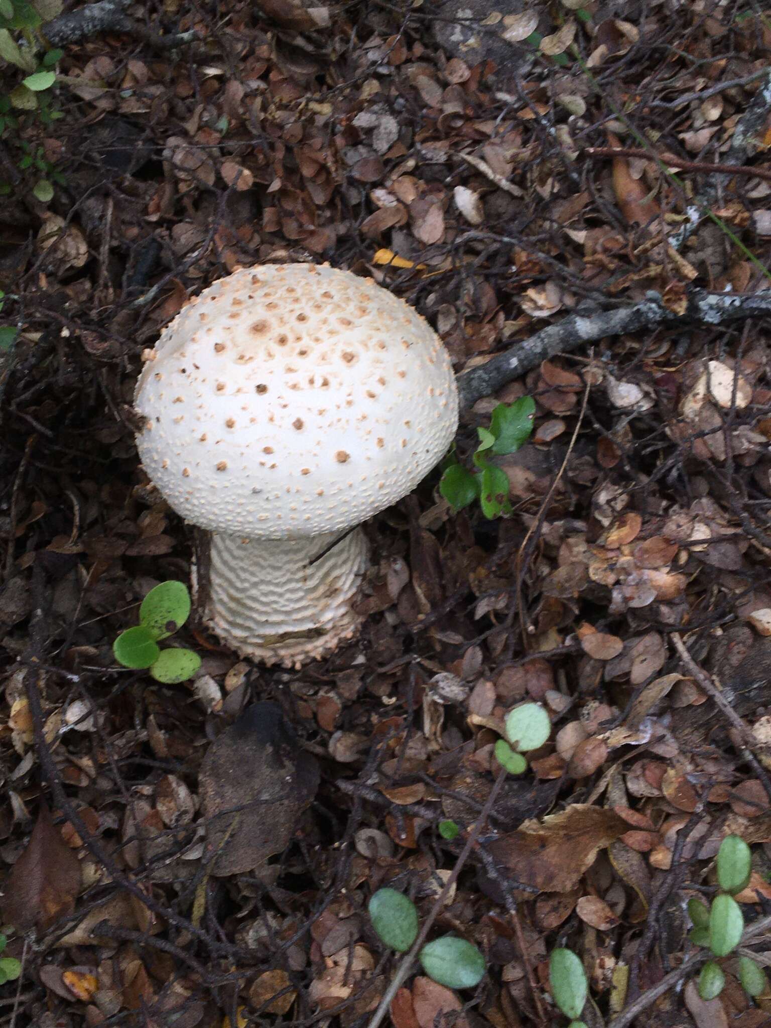 Image of Amanita pareparina G. S. Ridl. 1991