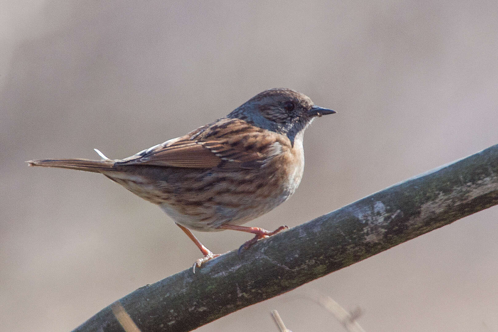 Image of Dunnock