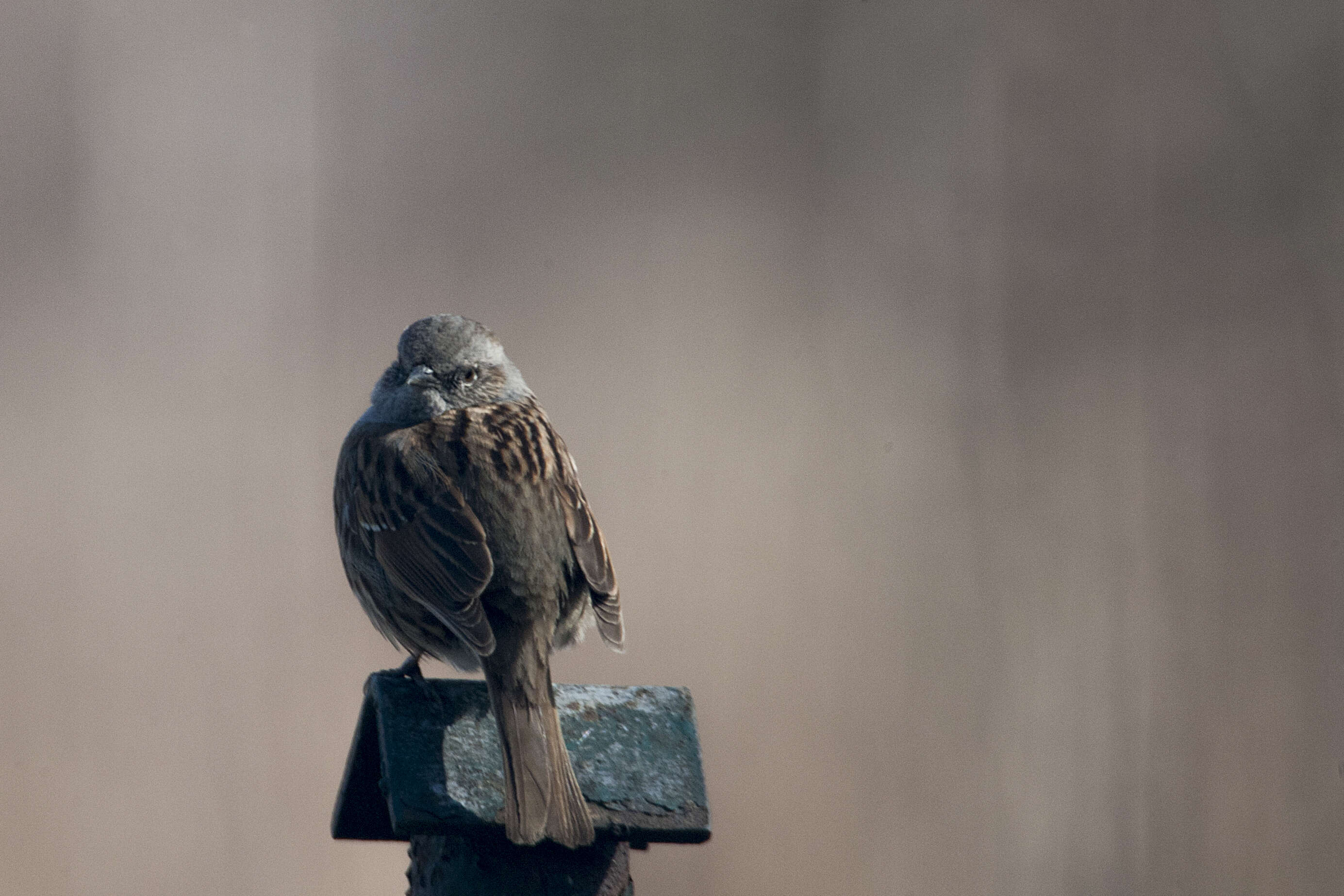 Image of Dunnock