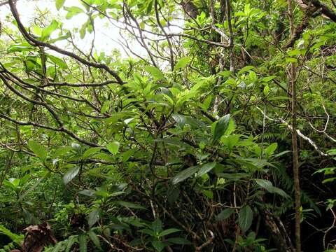 Image of Spoon-Leaf Cyrtandra