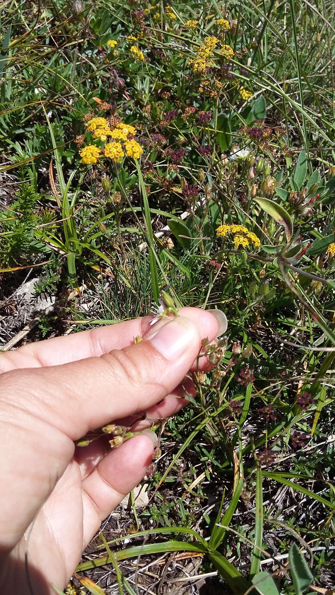 Minuartia hirsuta (M. Bieb.) Hand.-Mazz.的圖片