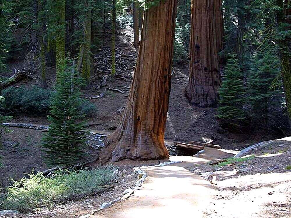 Image of giant sequoia