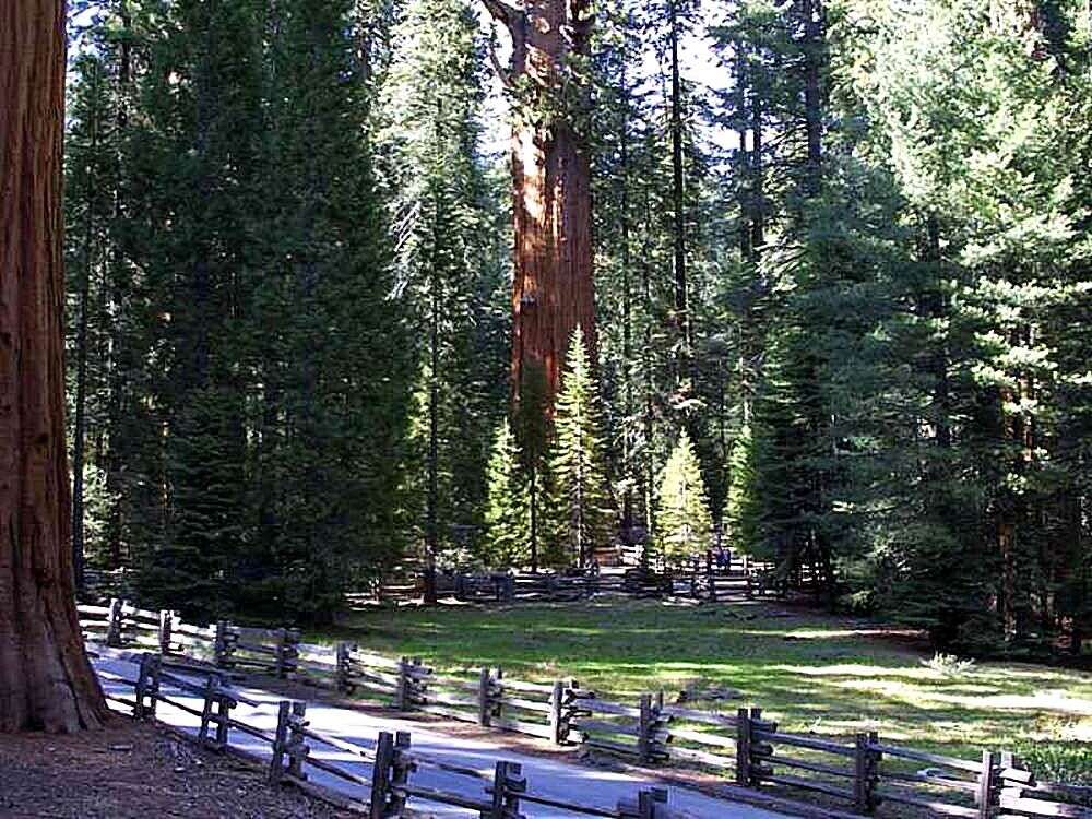 Image of giant sequoia