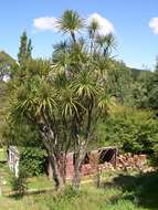 Image of cabbage tree