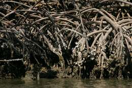 Image of red mangrove