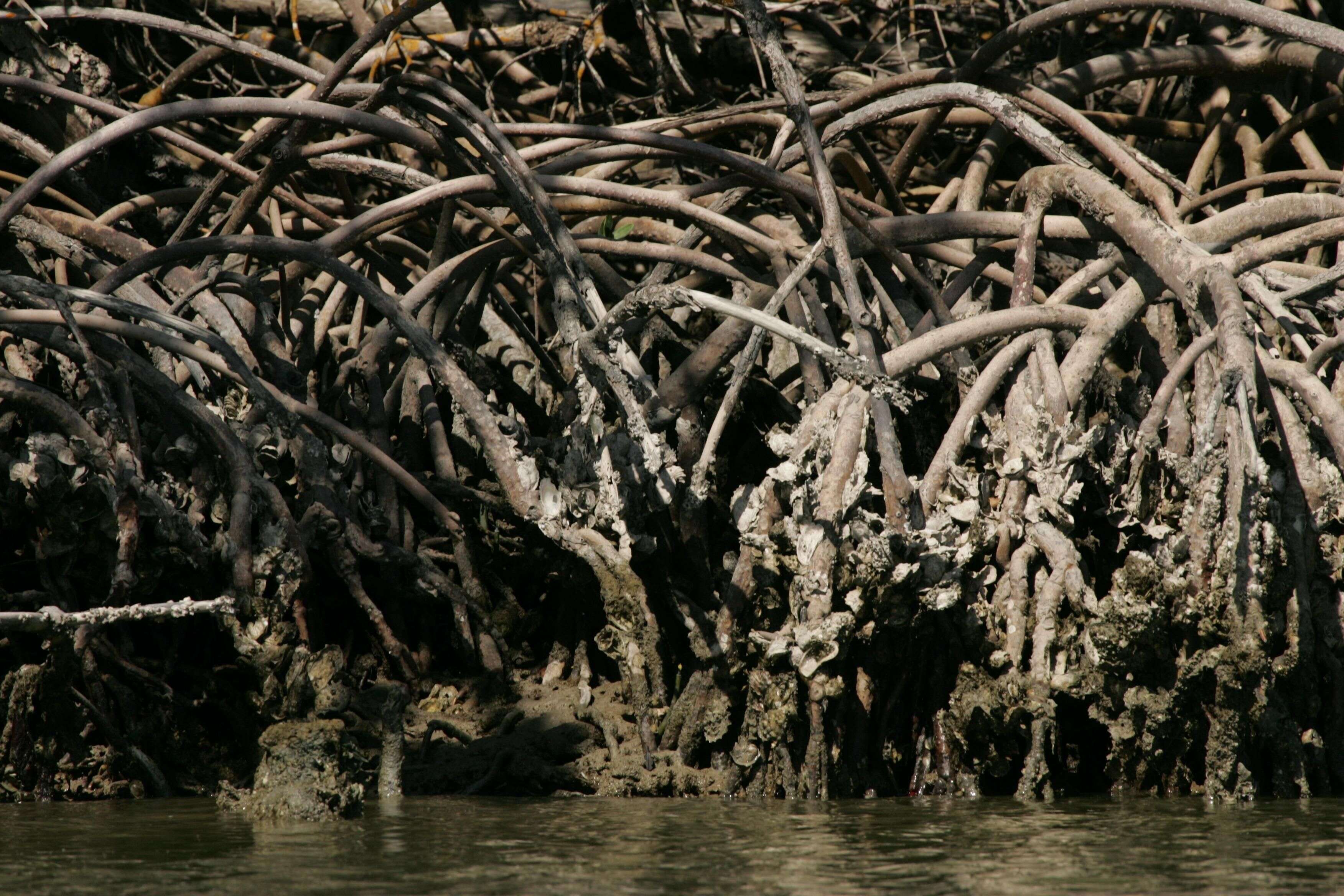 Image of red mangrove