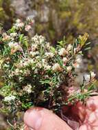 Image of Blunt Heath