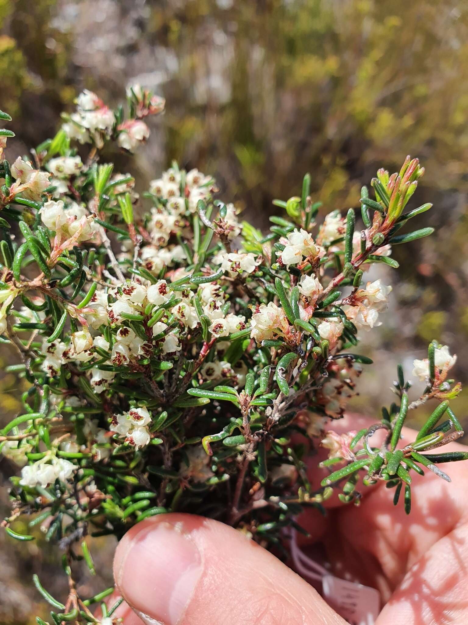 Image of Blunt Heath