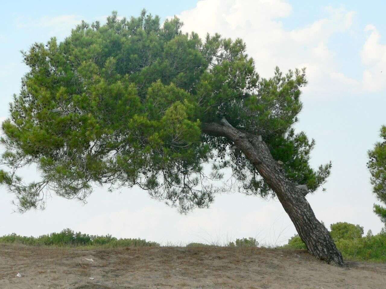 Image of Brutia Pine