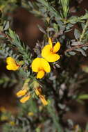 Image of Eutaxia microphylla (R. Br.) J. M. Black