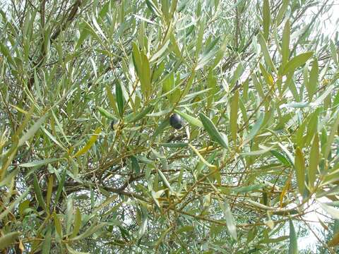 Image of olive tree