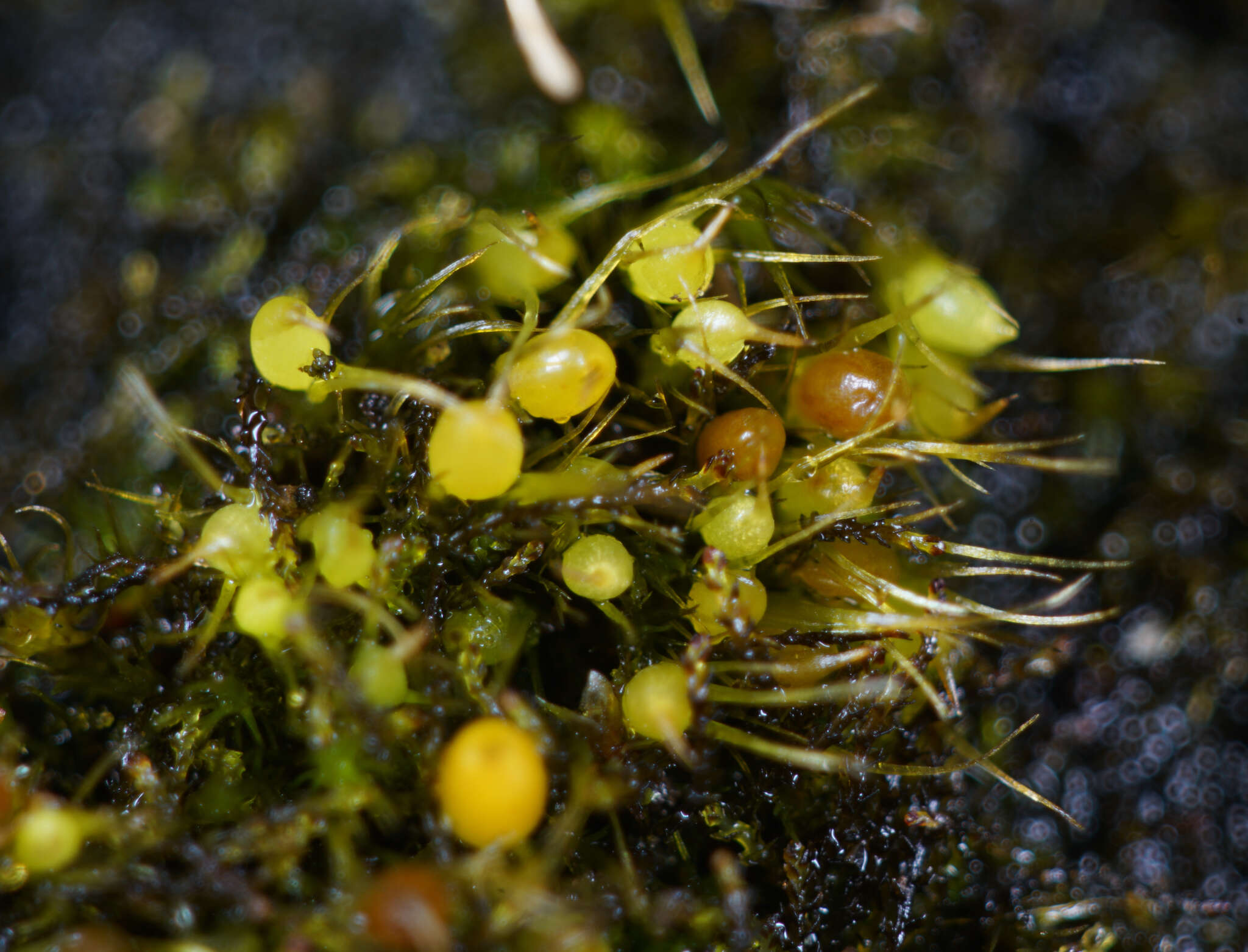 Image of acuminate pleuridium moss