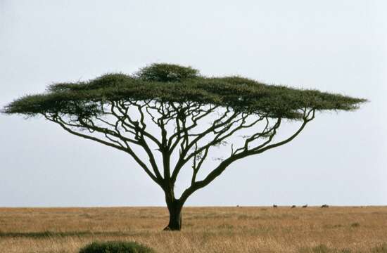 Vachellia tortilis (Forssk.) Galasso & Banfi的圖片