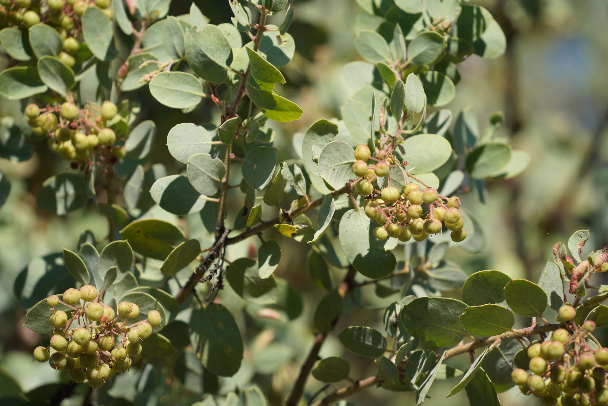 Arctostaphylos viscida subsp. mariposa (Dudley) P. V. Wells resmi